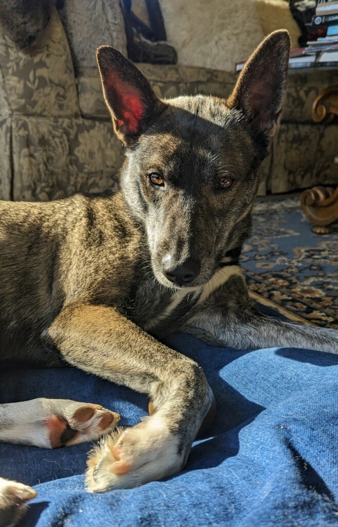 Rocket, a Adopted mixed breed in Nahant, MA image 1/5