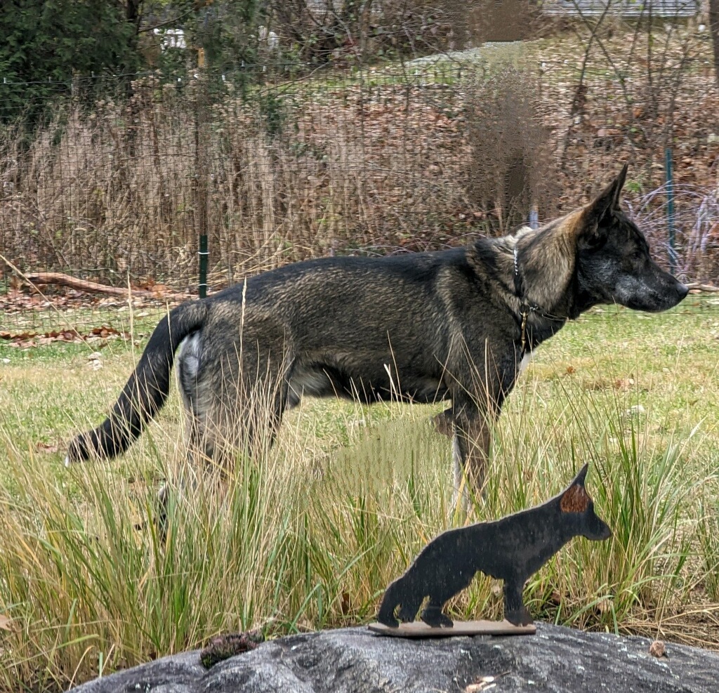 Rocket, a Adopted mixed breed in Nahant, MA image 2/5