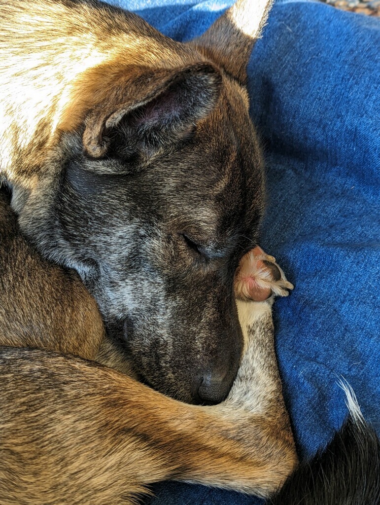 Rocket, a Adopted mixed breed in Nahant, MA image 3/5