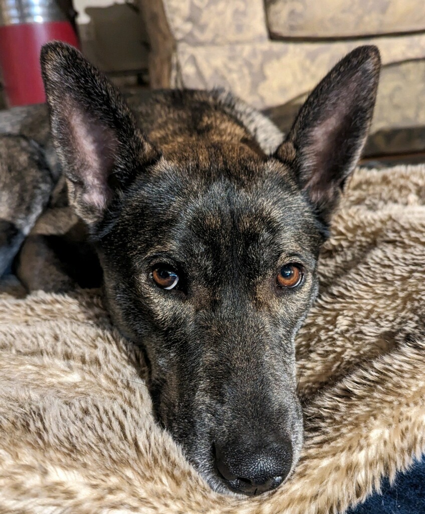 Rocket, a Adopted mixed breed in Nahant, MA image 4/5
