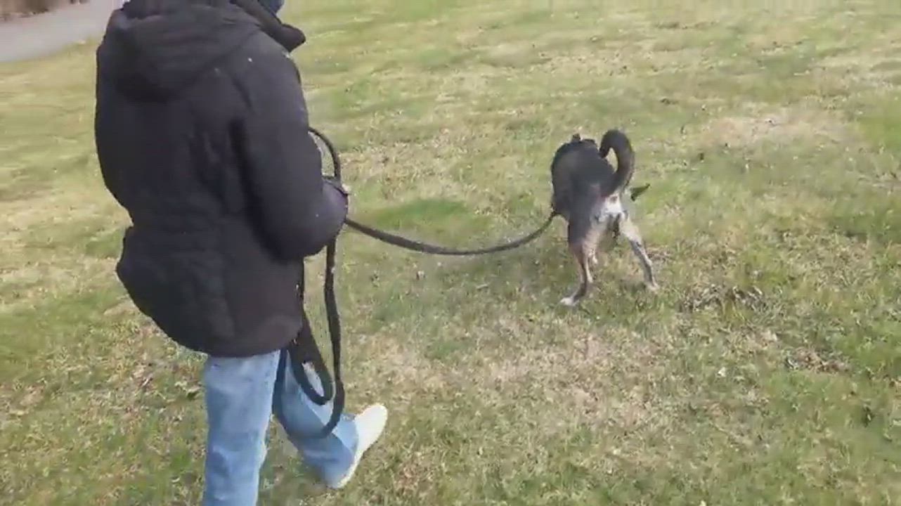 Enlarge Rocket, a Adopted mixed breed in Nahant, MA video 5/5