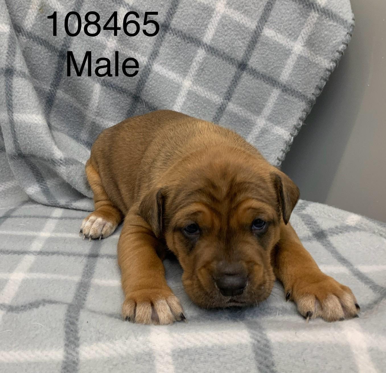 Enlarge Pudge , a ADOPTABLE Staffordshire Bull Terrier in Wrightstown, NJ image 1/1