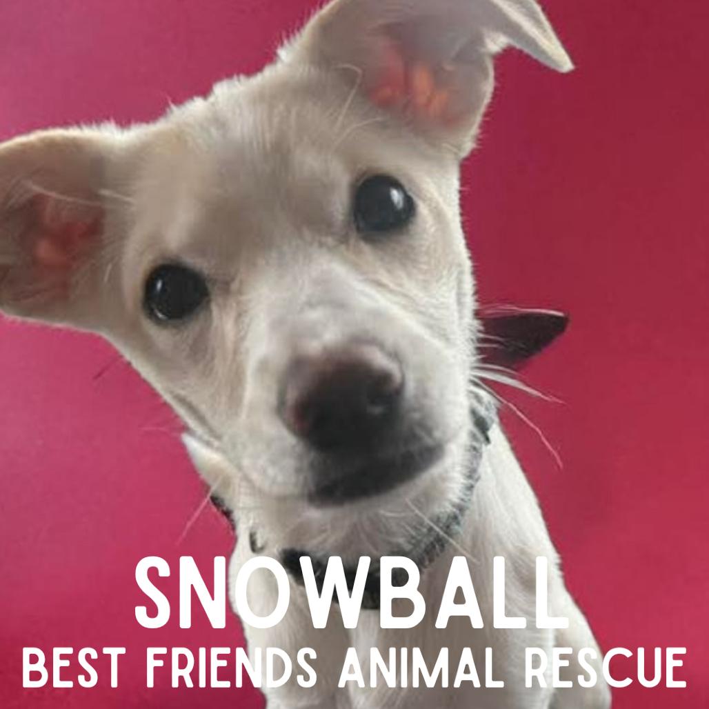 Snowball, Adoptable, Puppy Female Mixed Breed.