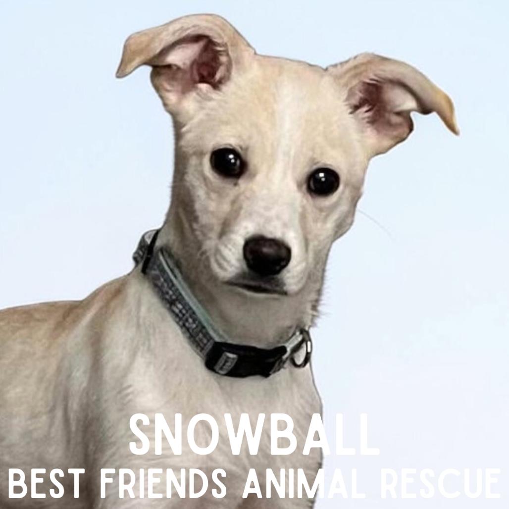 Enlarge Snowball, a Adoptable Mixed Breed in Wasilla, AK image 2/5