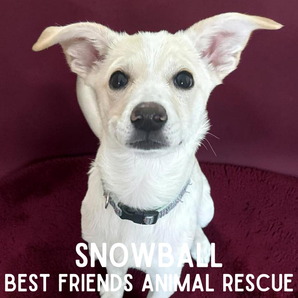Enlarge Snowball, a Adoptable Mixed Breed in Wasilla, AK image 3/5