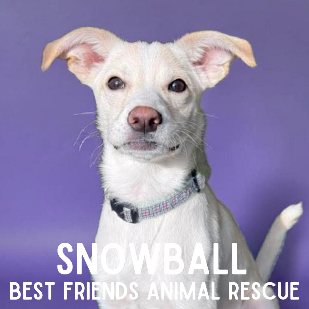 Enlarge Snowball, a Adoptable Mixed Breed in Wasilla, AK image 4/5