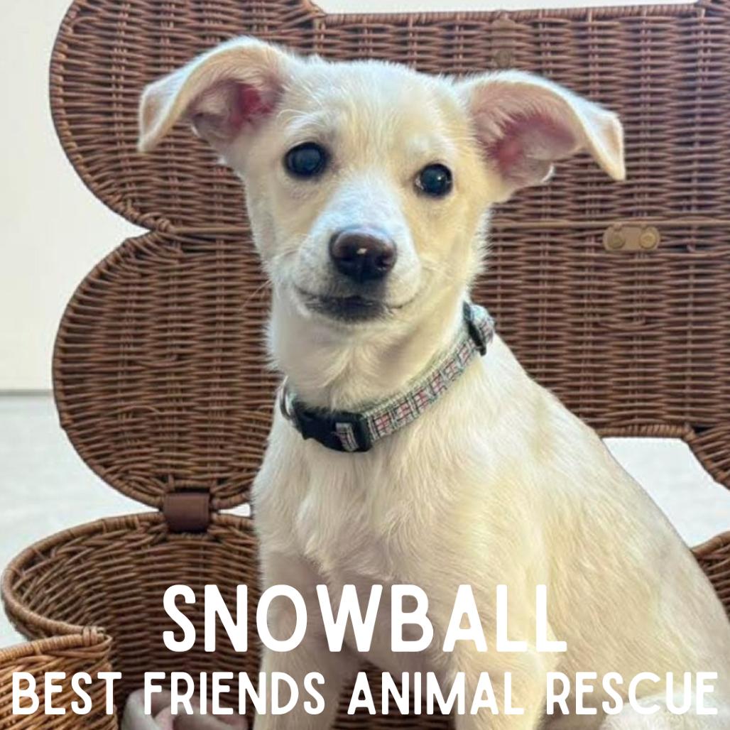 Enlarge Snowball, a Adoptable Mixed Breed in Wasilla, AK image 5/5