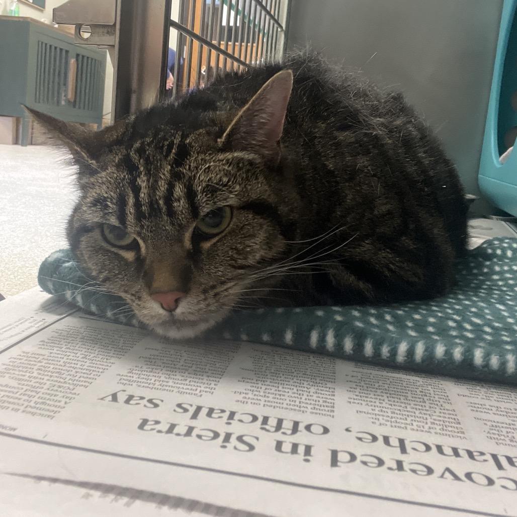 Sage, ADOPTABLE, Adult Female Domestic Short Hair.