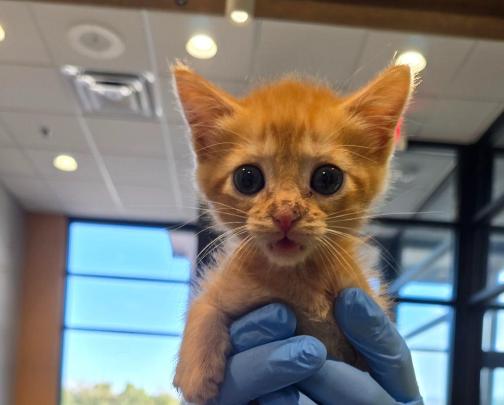 Xander, Adoptable, Kitten Male Domestic Short Hair.