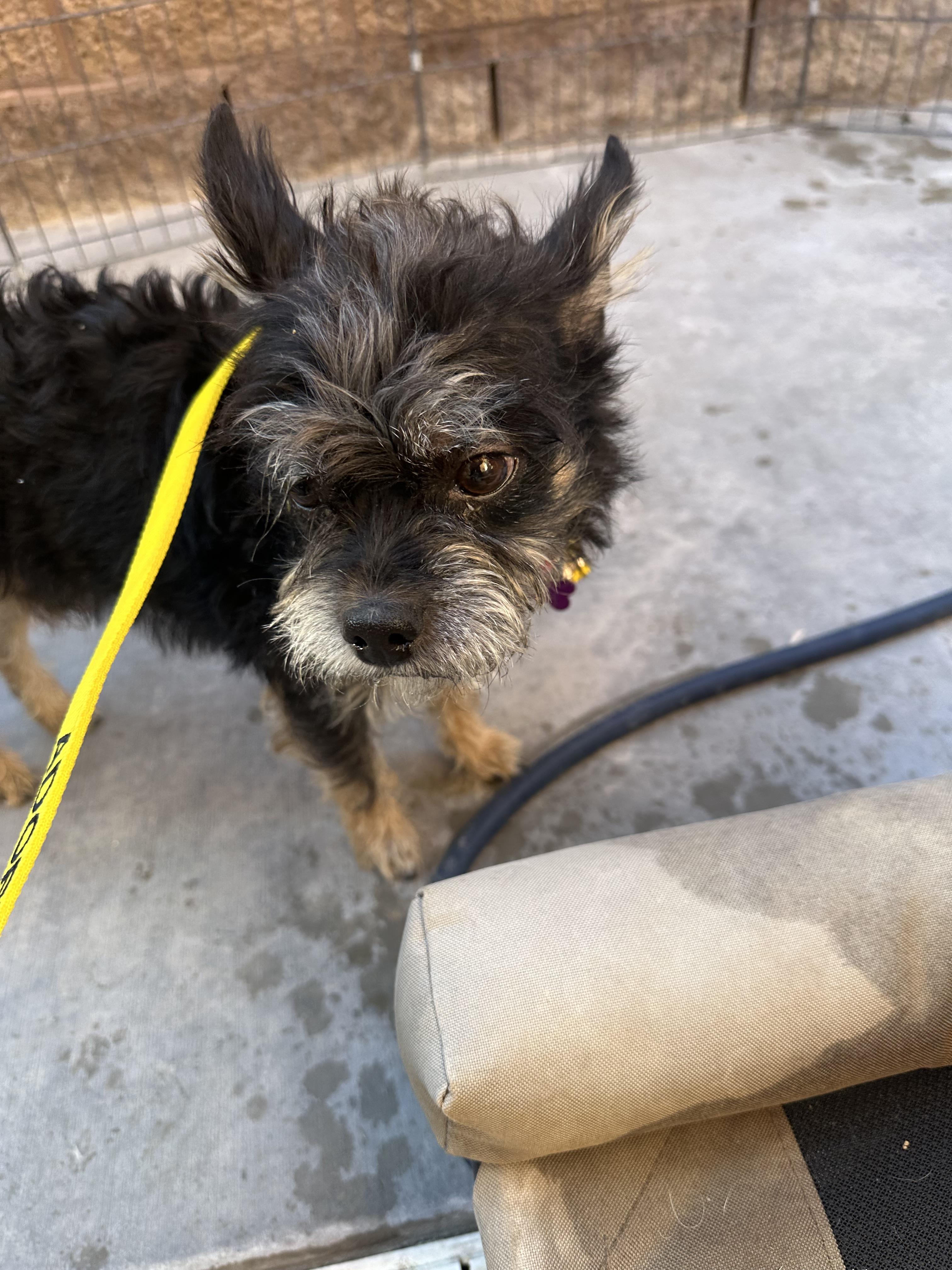 Enlarge Jynx, a Adoptable Terrier in Las Vegas, NV image 1/1