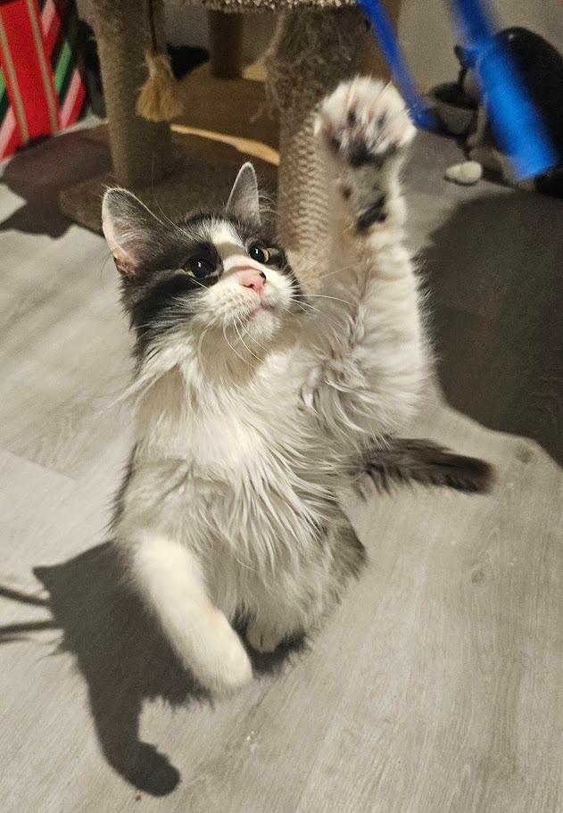 Hale, Adoptable, Young Female Domestic Long Hair.