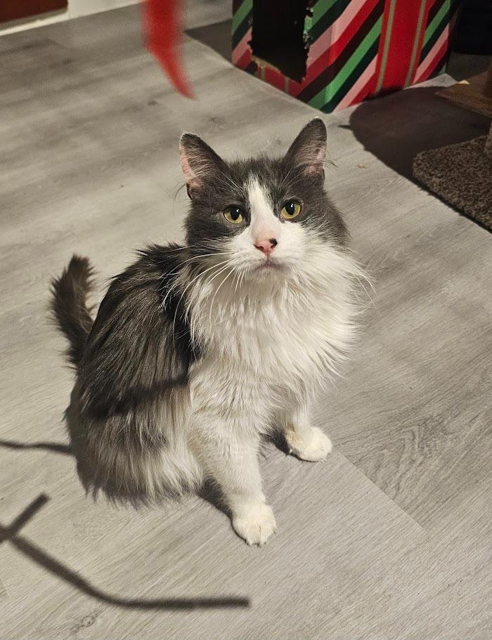 Hale, a Adoptable mixed breed in St. Cloud, MN image 2/4