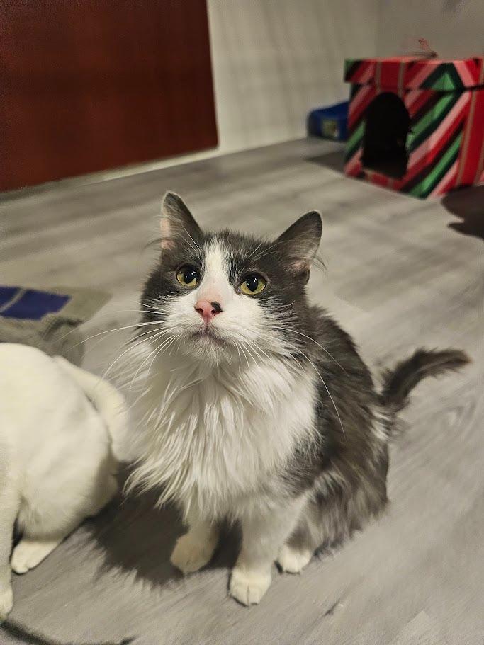 Hale, a Adoptable mixed breed in St. Cloud, MN image 3/4