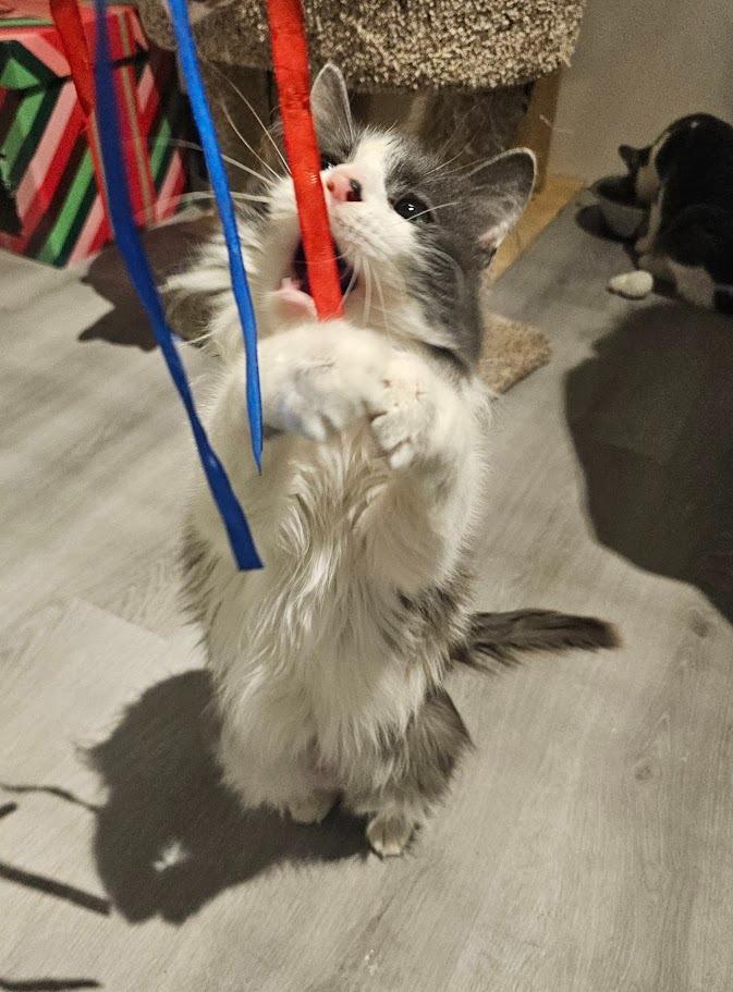 Hale, a Adoptable mixed breed in St. Cloud, MN image 4/4