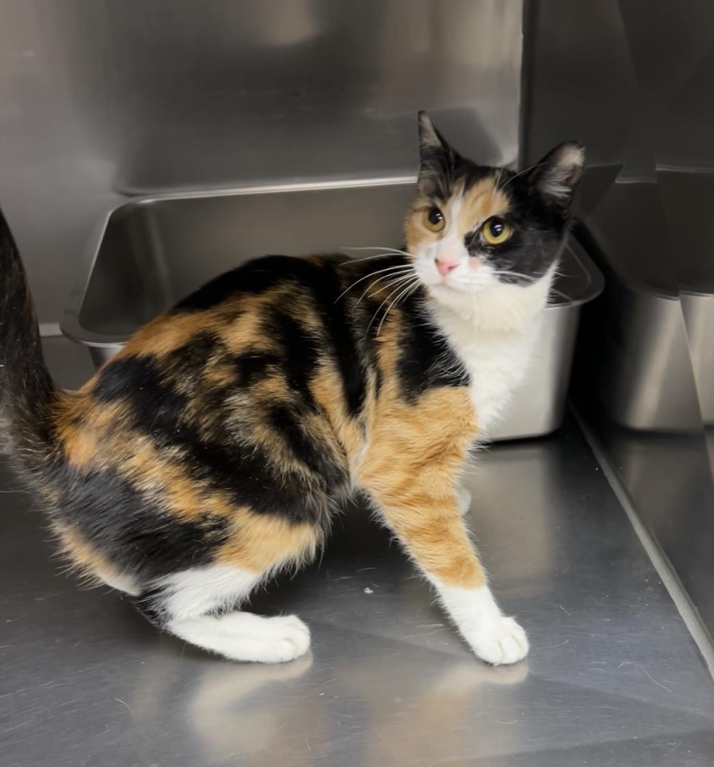 Tuna, Adoptable, Young Female Calico & Domestic Short Hair.