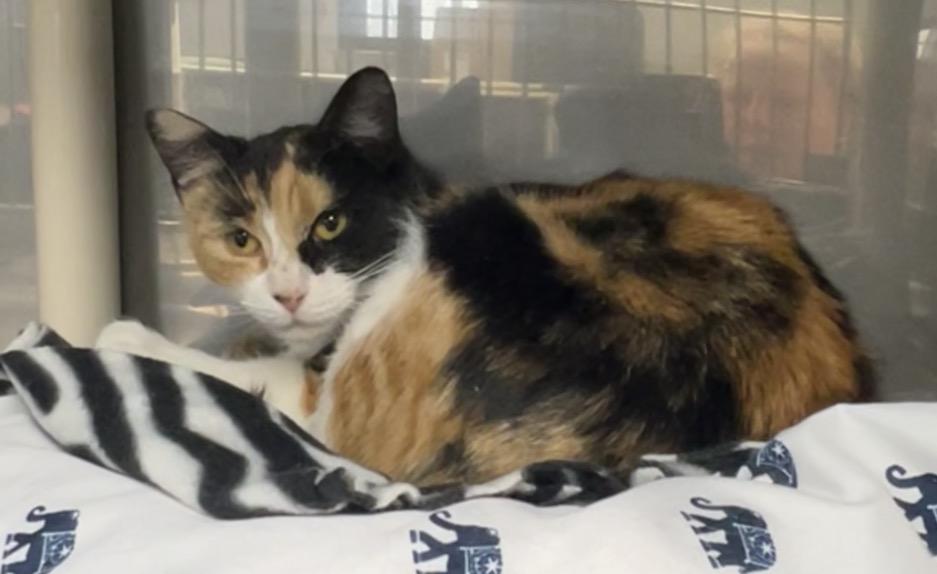 Tuna, Adoptable, Young Female Calico & Domestic Short Hair.