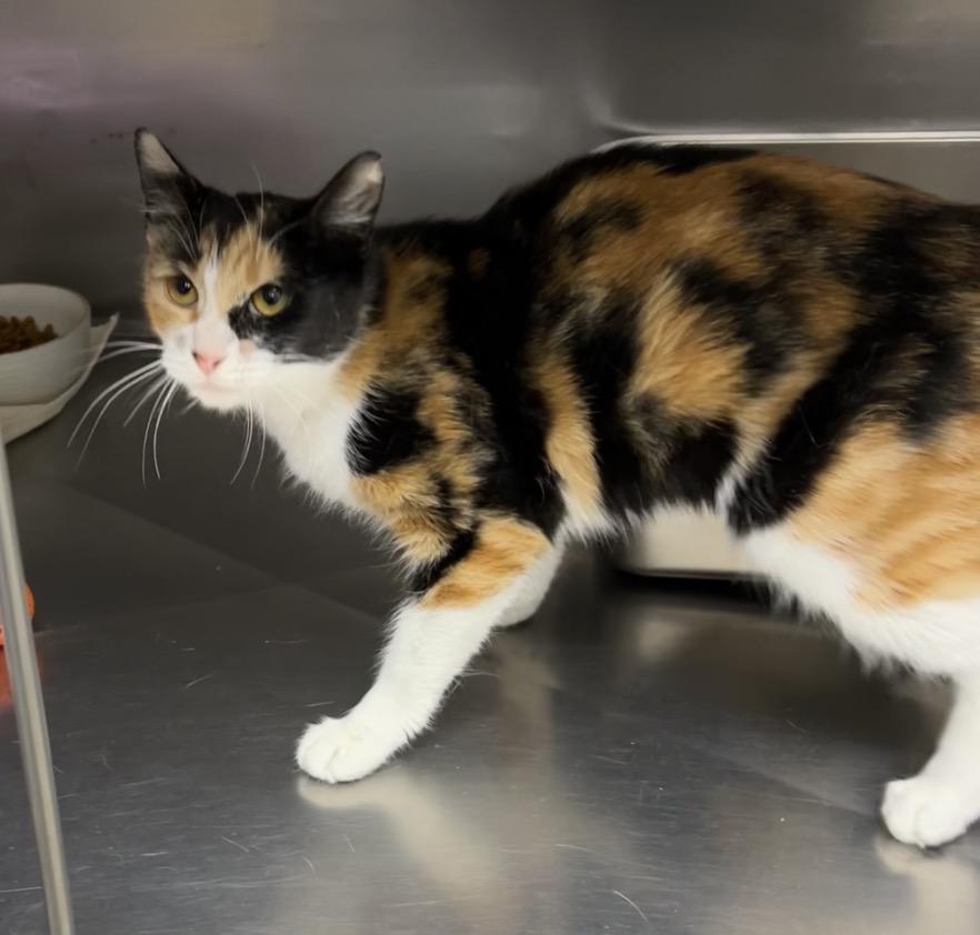 Enlarge Tuna, a Adoptable mixed breed in Montville, NJ image 4/4