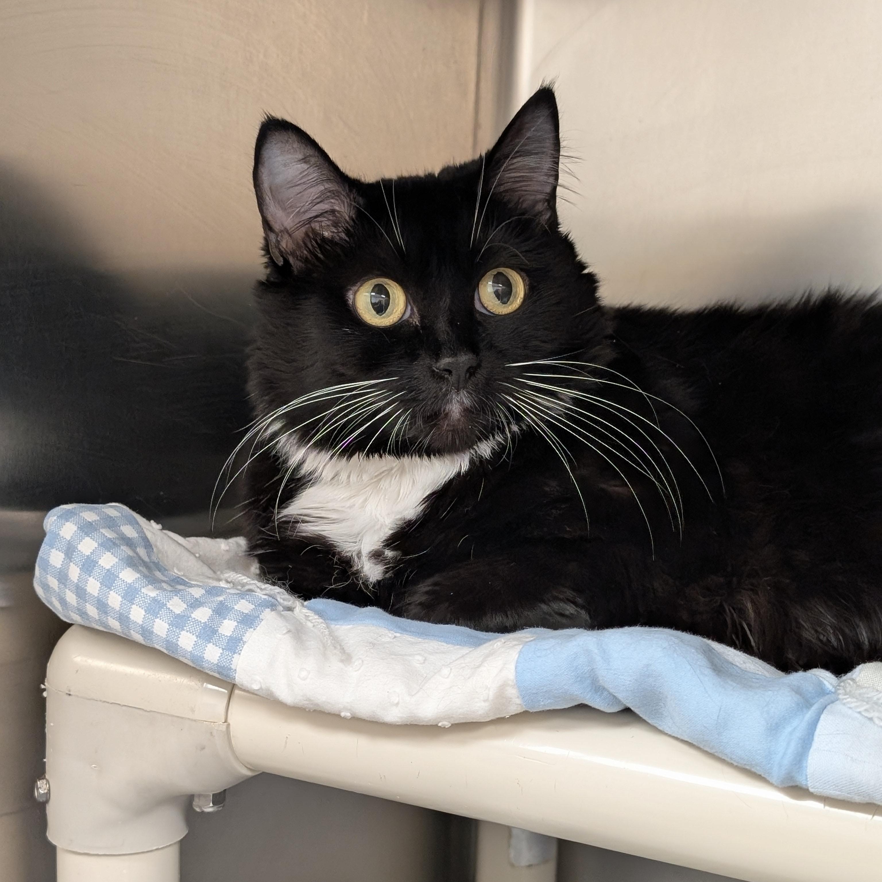 Enlarge Rosie, a ADOPTABLE Domestic Short Hair in St. Augustine, FL image 3/5