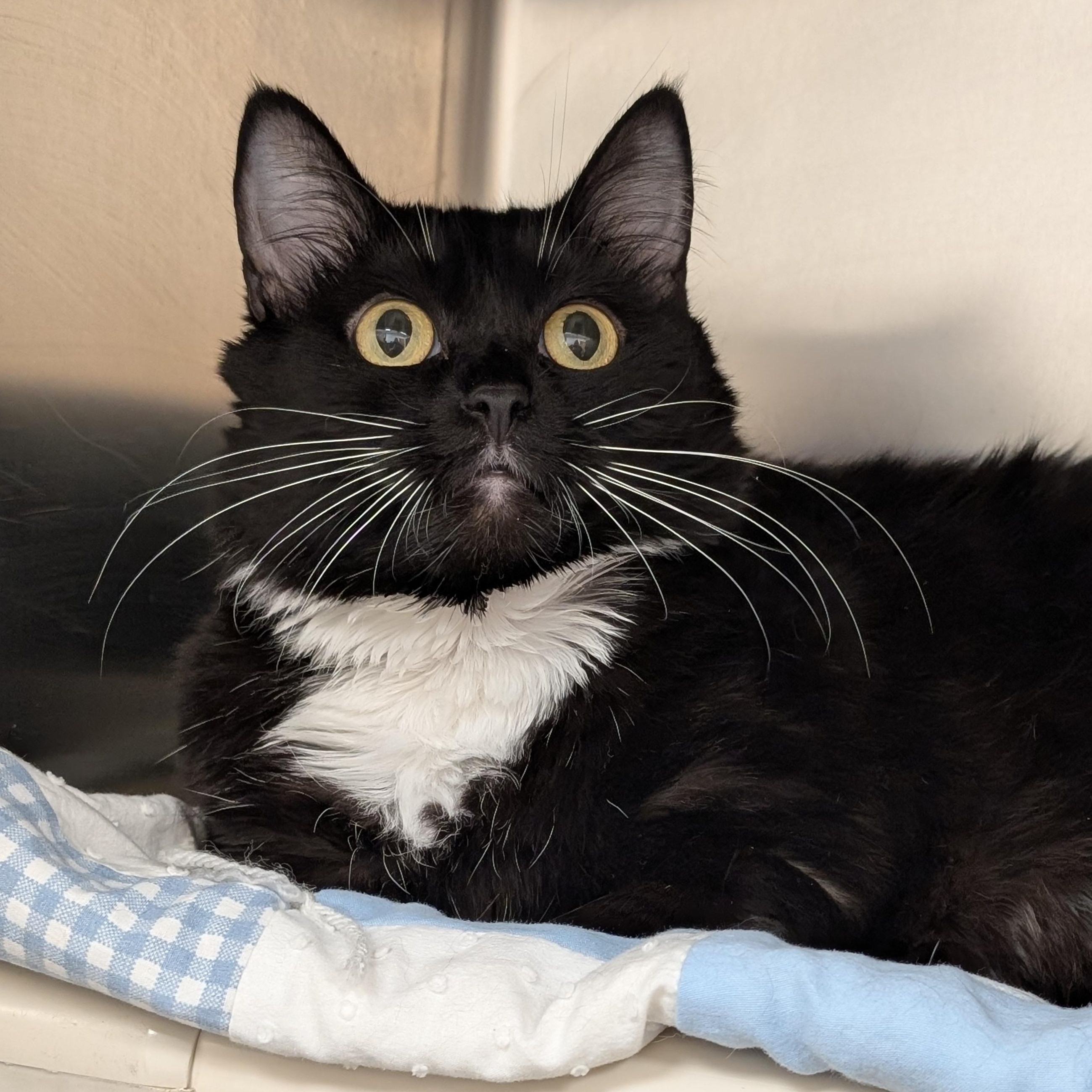 Enlarge Rosie, a ADOPTABLE Domestic Short Hair in St. Augustine, FL image 1/5