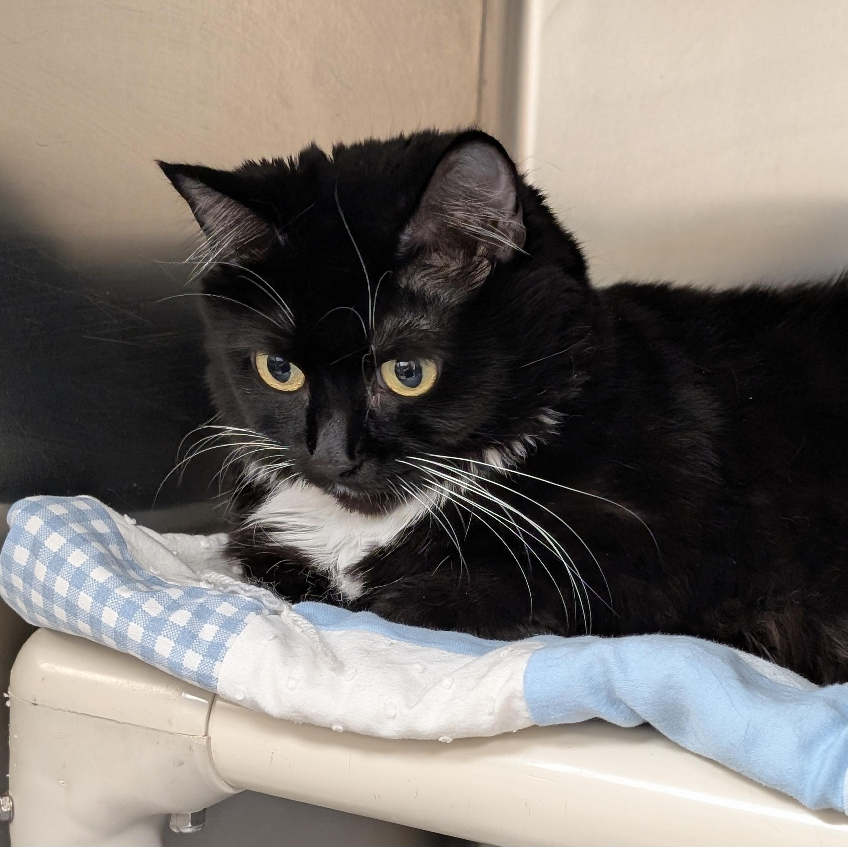 Enlarge Rosie, a ADOPTABLE Domestic Short Hair in St. Augustine, FL image 4/5