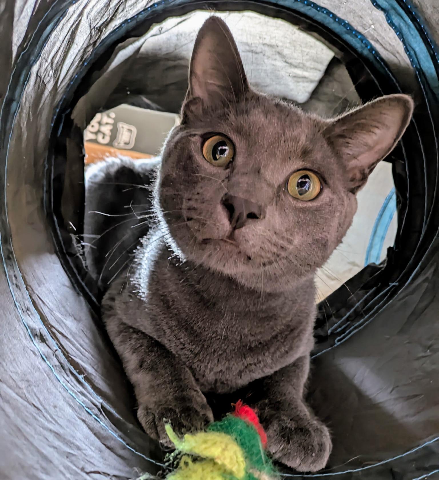 Smokey & Bear (bonded pair)