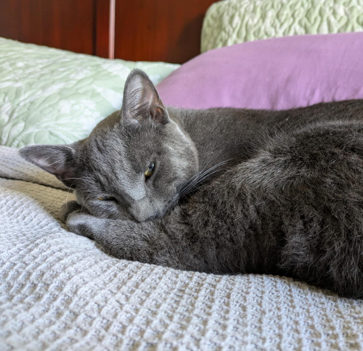 Smokey & Bear (bonded pair)