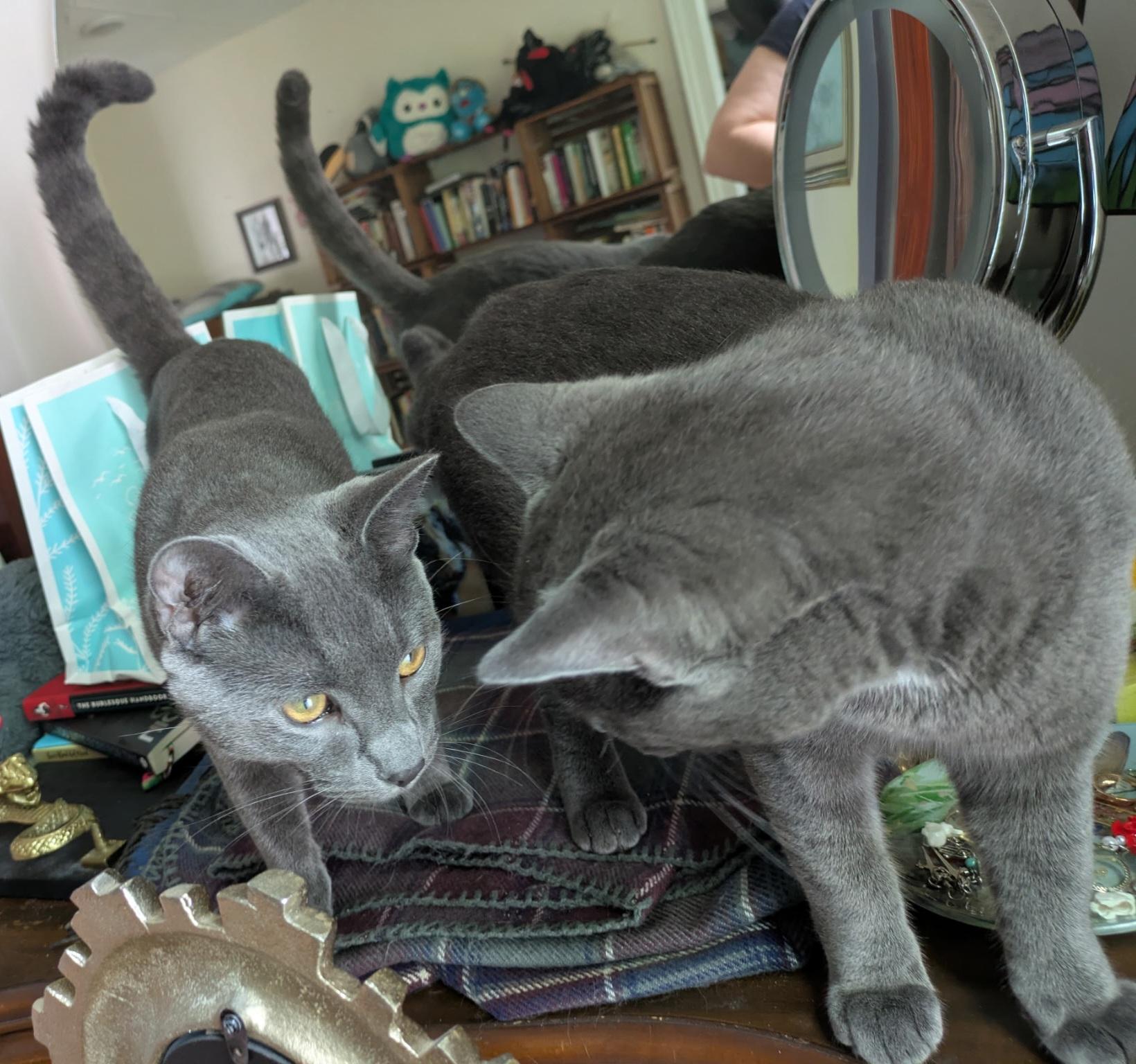 Smokey & Bear (bonded pair)