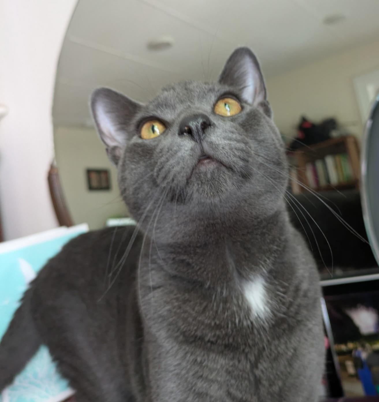 Smokey & Bear (bonded pair)