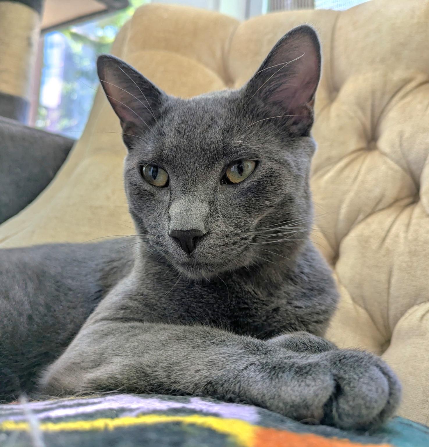 Smokey & Bear (bonded pair)