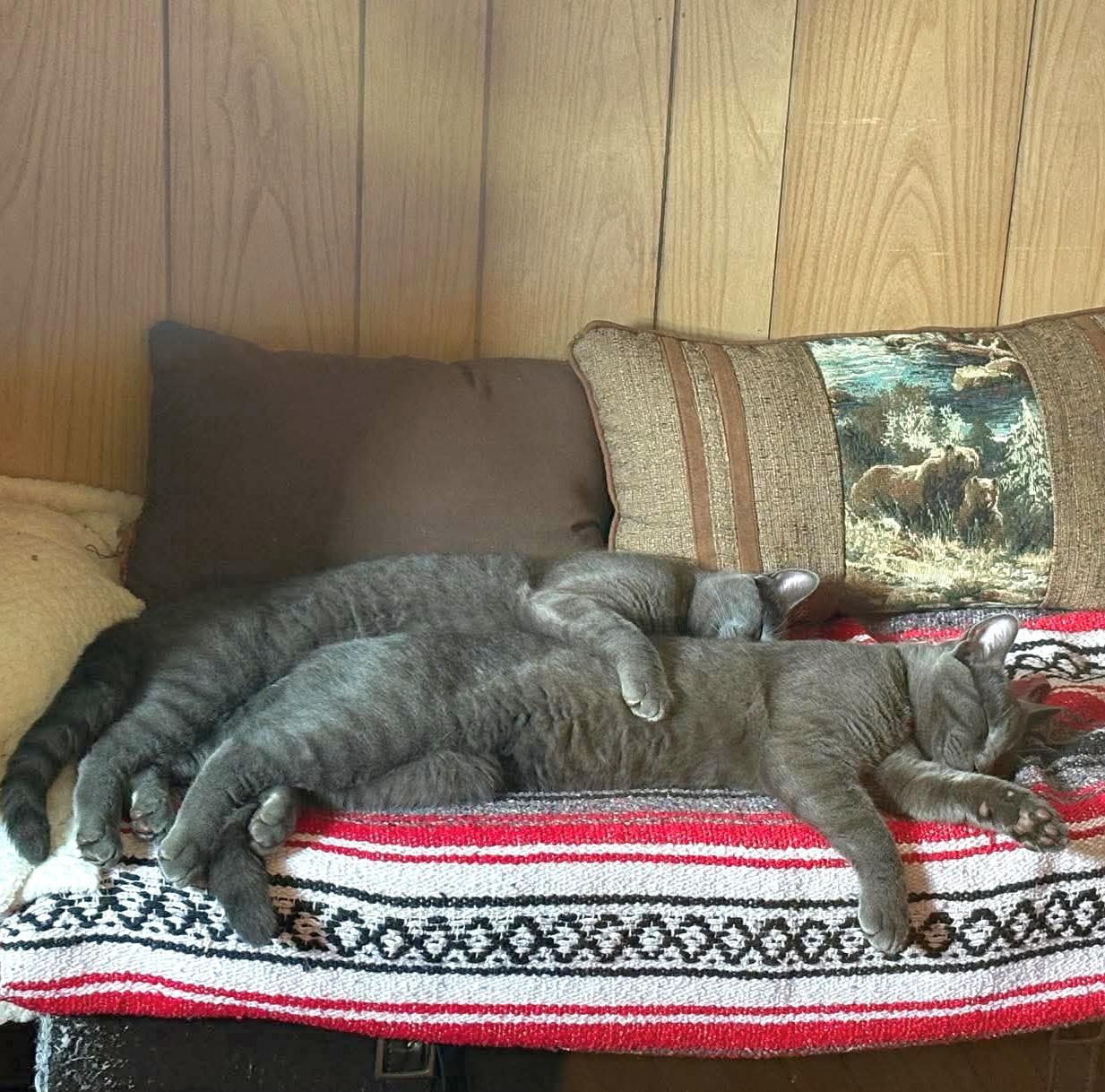 Smokey & Bear (bonded pair)