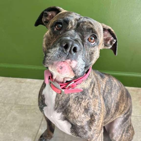 Enlarge Brie, a ADOPTABLE mixed breed in Yonkers, NY image 1/3