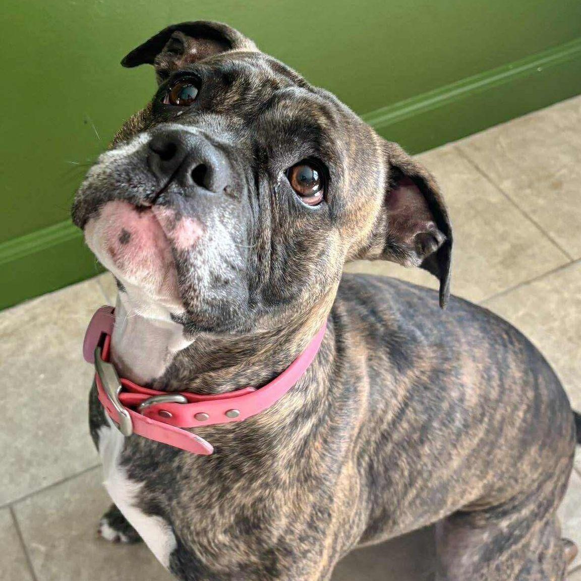 Enlarge Brie, a ADOPTABLE mixed breed in Yonkers, NY image 3/3