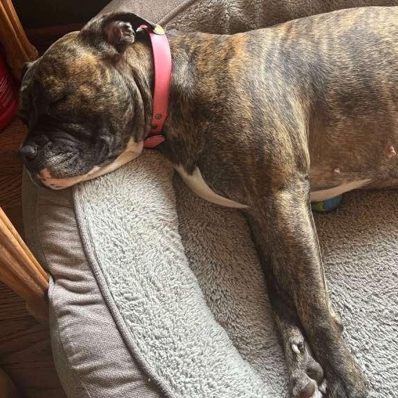 Enlarge Brie, a ADOPTABLE mixed breed in Yonkers, NY image 2/3