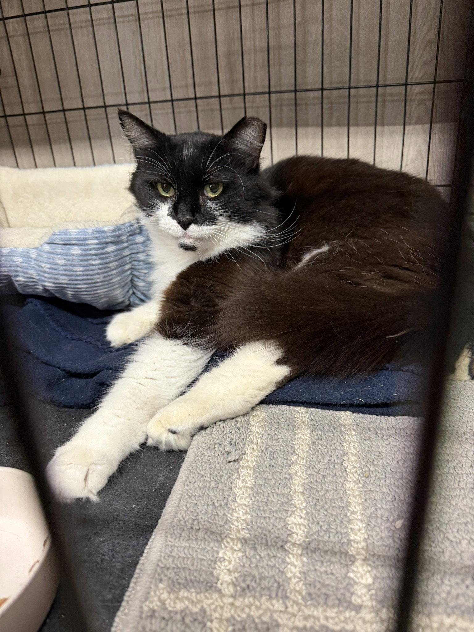 Tank, a Adoptable Domestic Long Hair in Blairsville, GA image 1/2