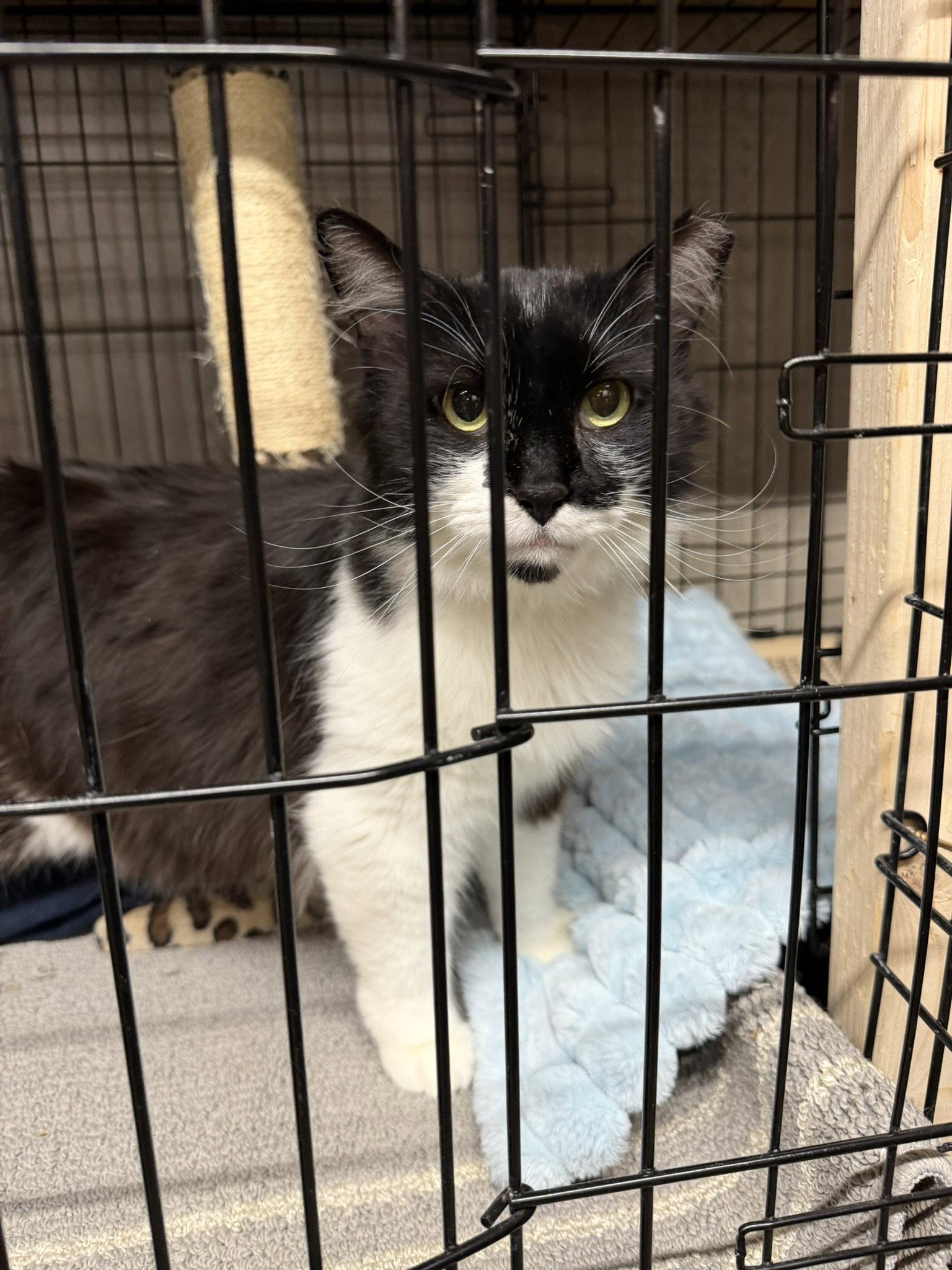 Tank, a Adoptable Domestic Long Hair in Blairsville, GA image 2/2
