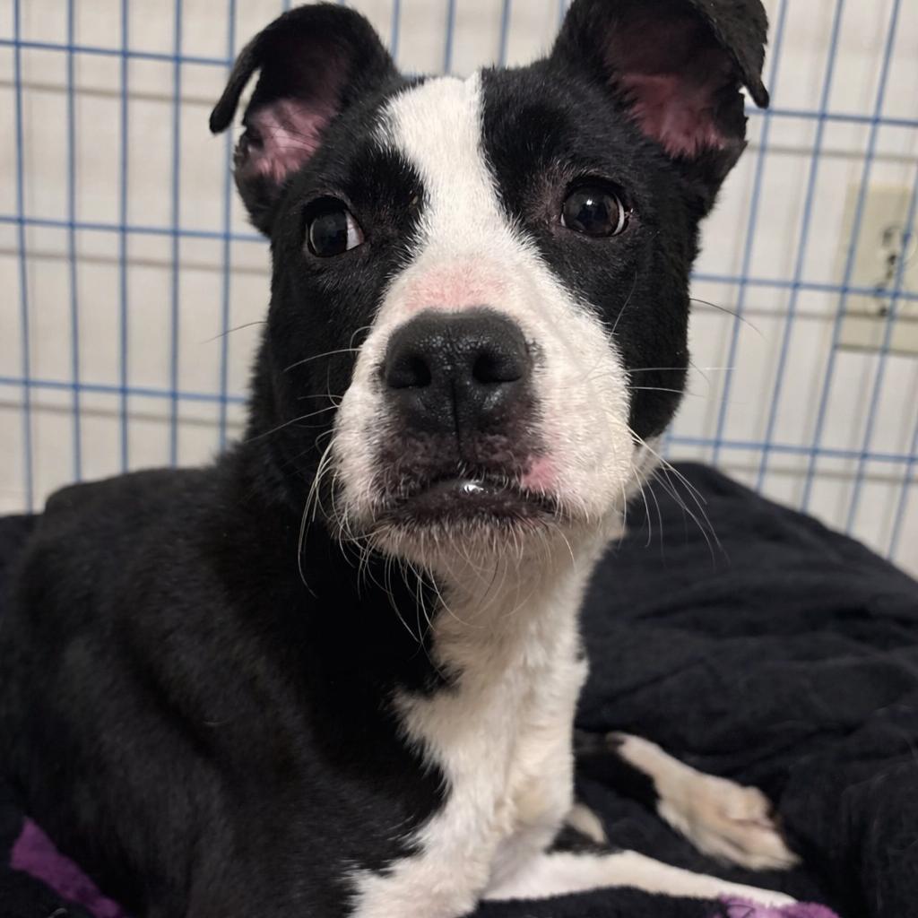 Spaghetti, a Adoptable mixed breed in Valdosta , GA image 1/6