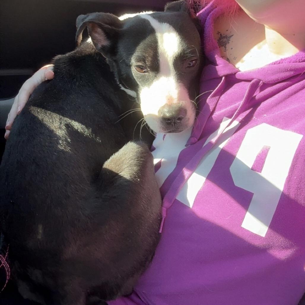 Spaghetti, a Adoptable mixed breed in Valdosta , GA image 2/6