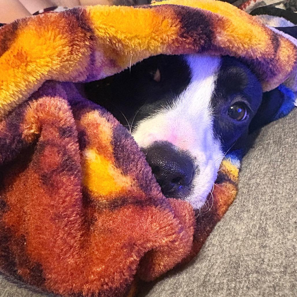 Spaghetti, a Adoptable mixed breed in Valdosta , GA image 3/6