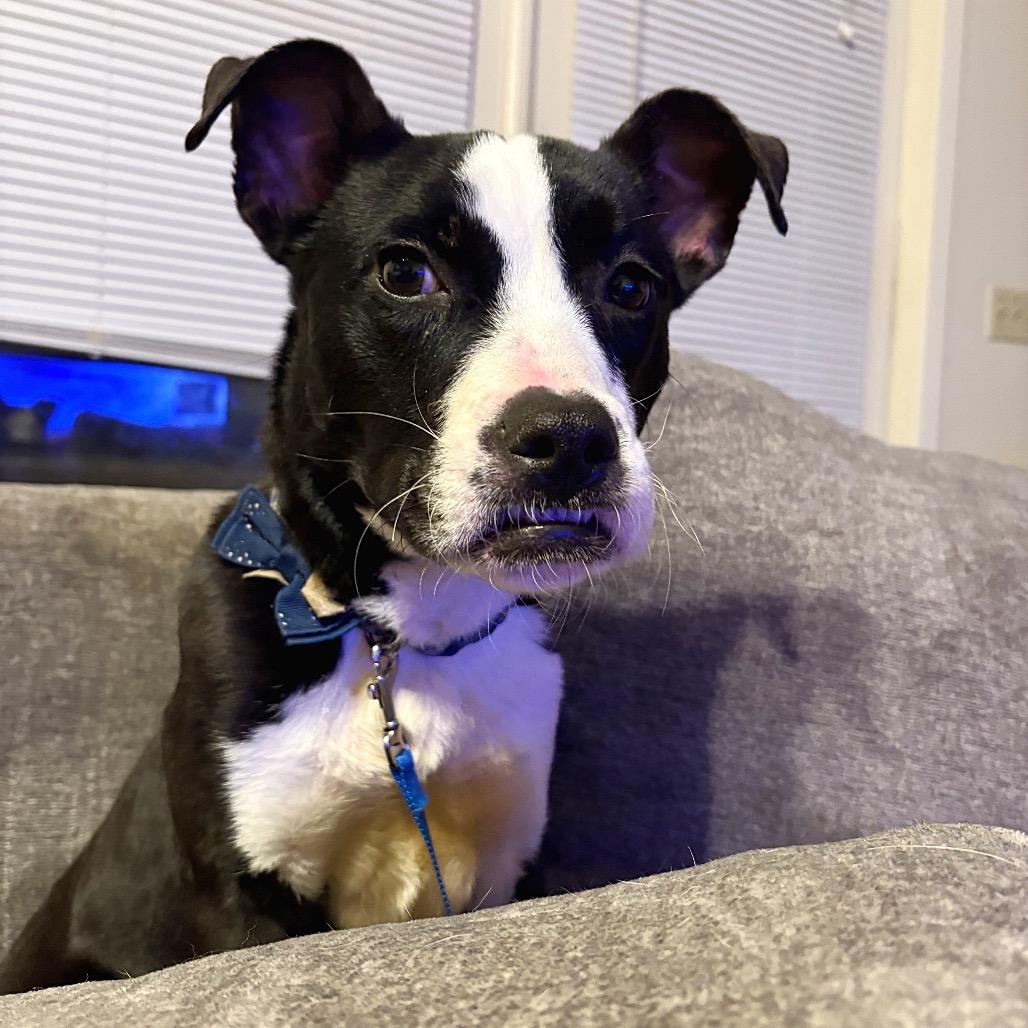 Spaghetti, a Adoptable mixed breed in Valdosta , GA image 6/6