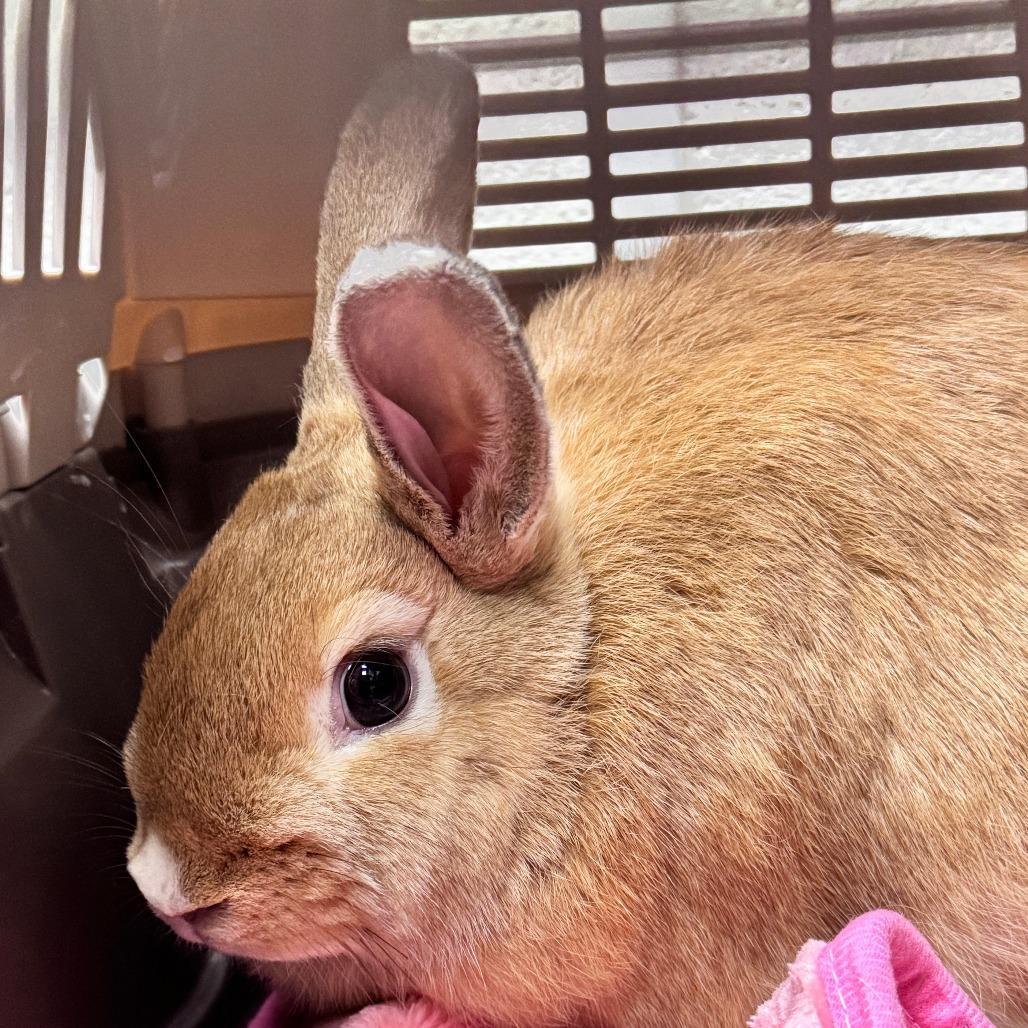 Enlarge Millie Bobby Brown Bon Jovi, a Adoptable Bunny Rabbit in Murray, UT image 1/5
