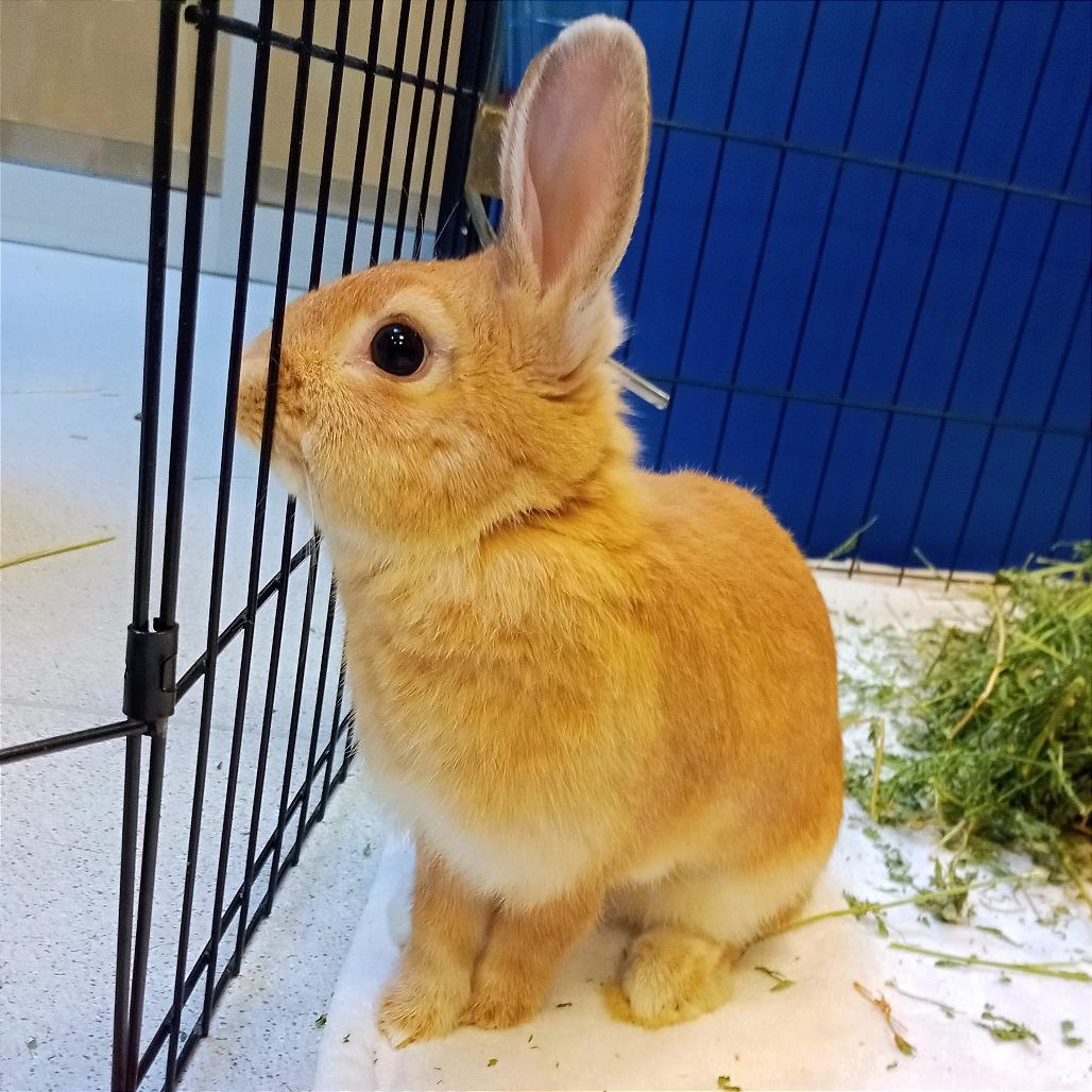 Enlarge Millie Bobby Brown Bon Jovi, a Adoptable Bunny Rabbit in Murray, UT image 2/5