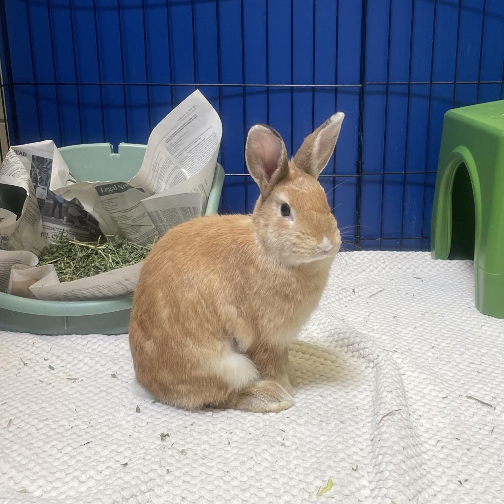 Enlarge Millie Bobby Brown Bon Jovi, a Adoptable Bunny Rabbit in Murray, UT image 3/5