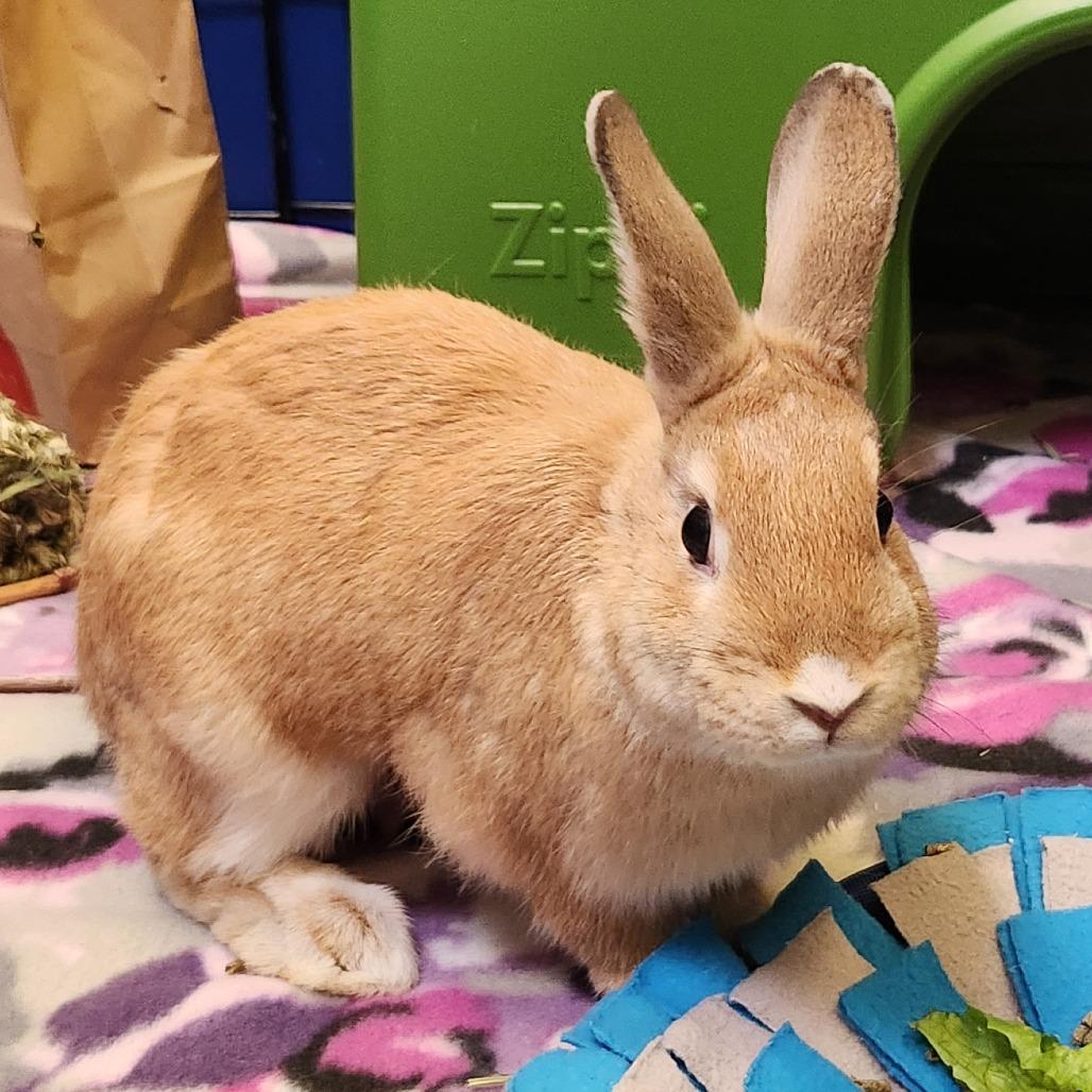 Enlarge Millie Bobby Brown Bon Jovi, a Adoptable Bunny Rabbit in Murray, UT image 4/5