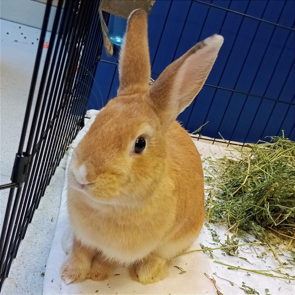 Enlarge Millie Bobby Brown Bon Jovi, a Adoptable Bunny Rabbit in Murray, UT image 5/5