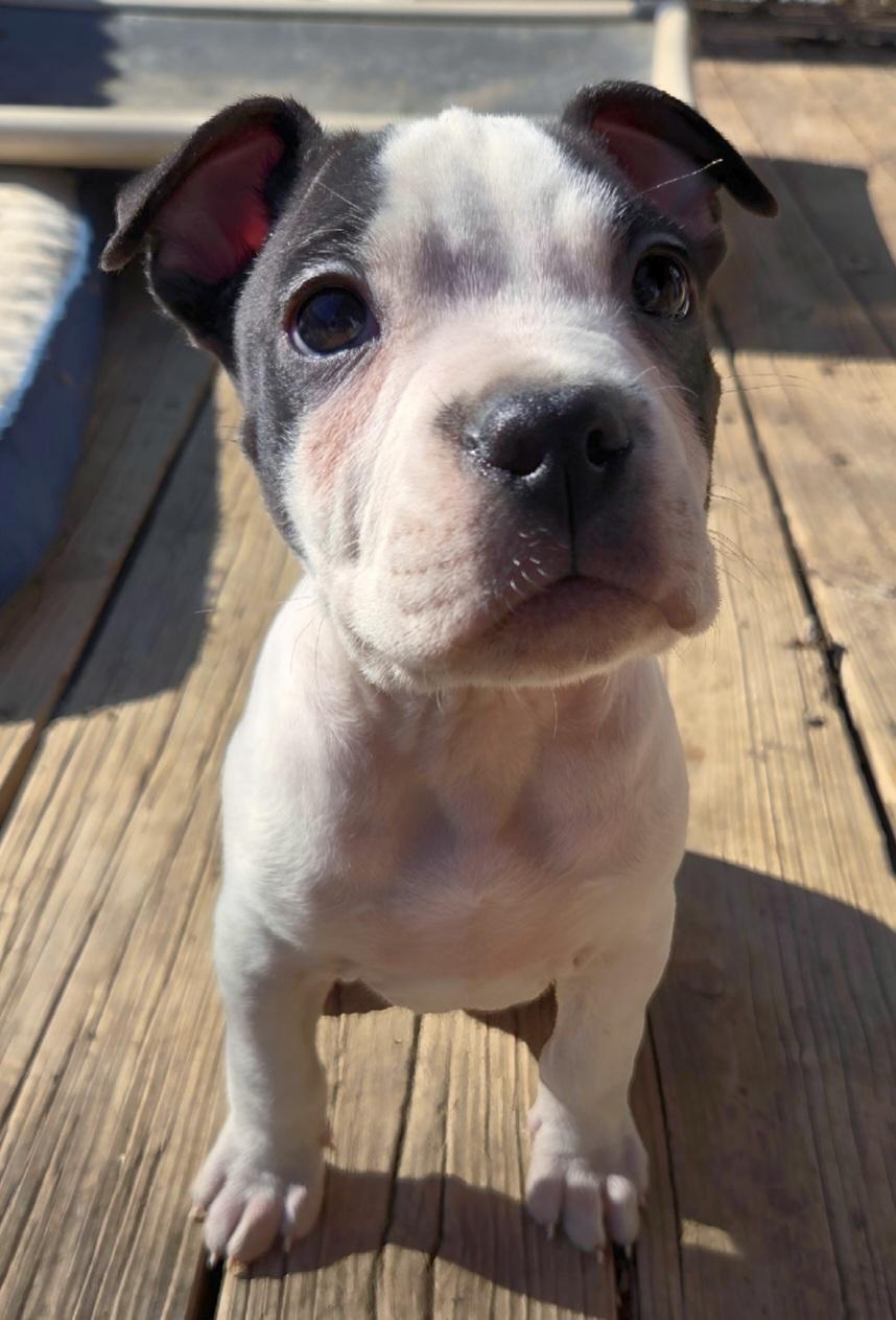 Otis , an adoptable Pit Bull Terrier in Kansas City, MO image 5/6
