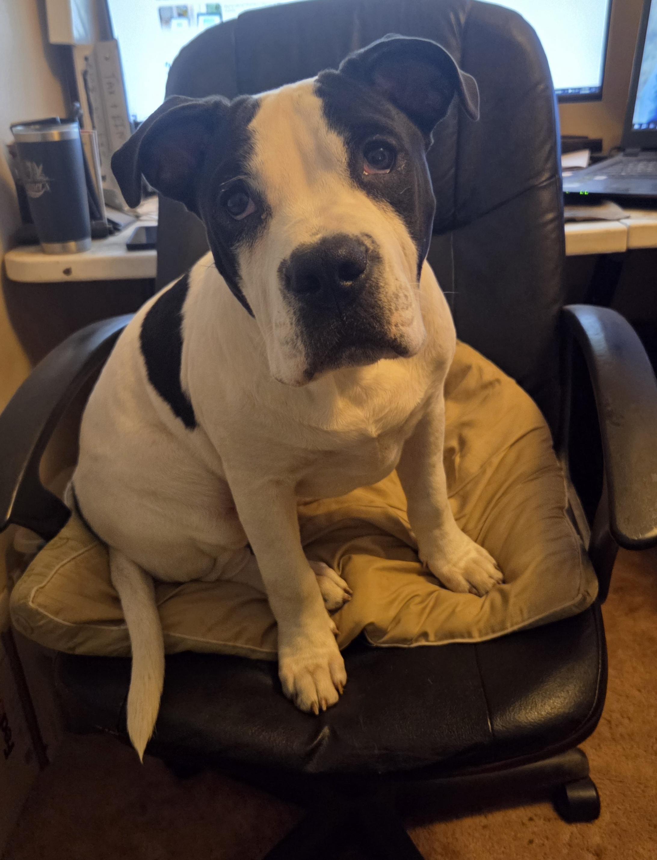 Otis , an adoptable Pit Bull Terrier in Kansas City, MO image 3/6
