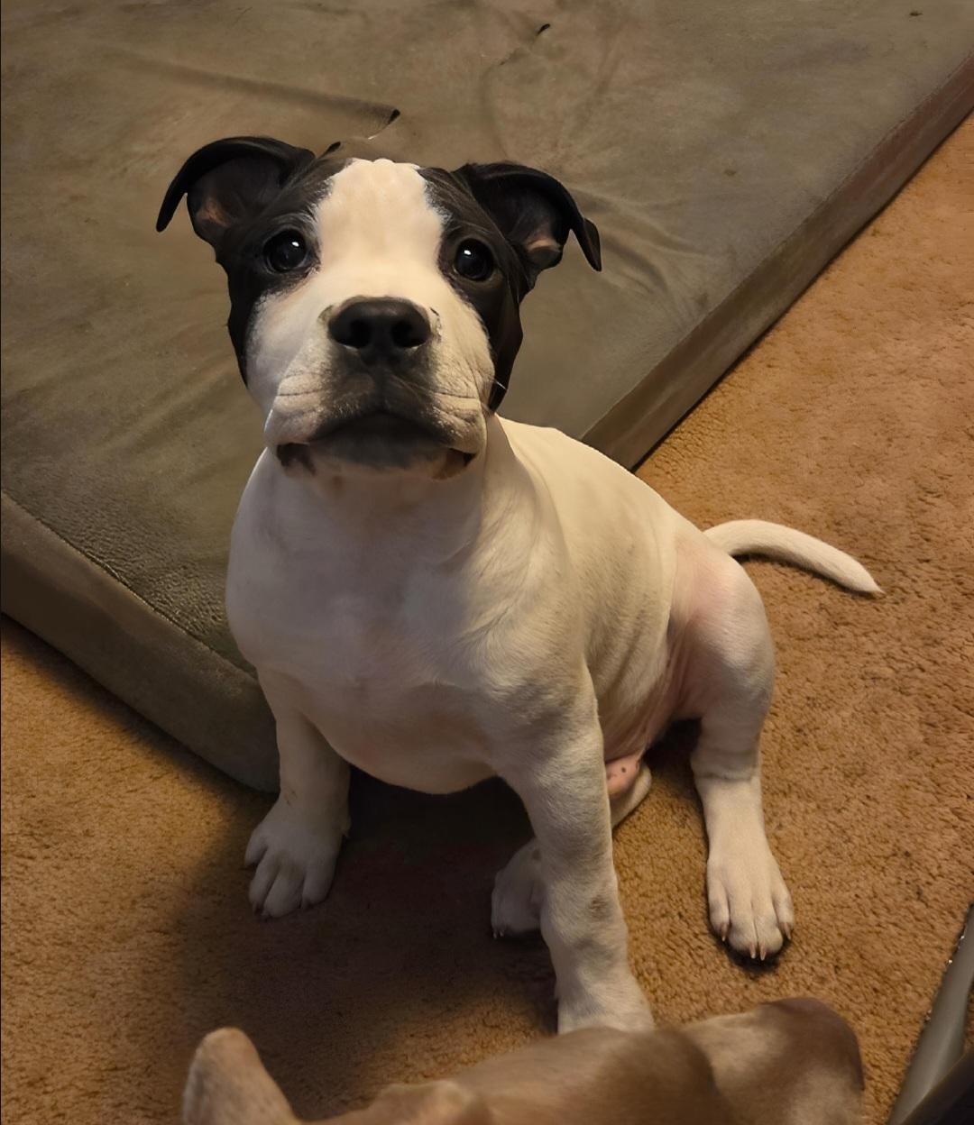 Otis , an adoptable Pit Bull Terrier in Kansas City, MO image 4/6