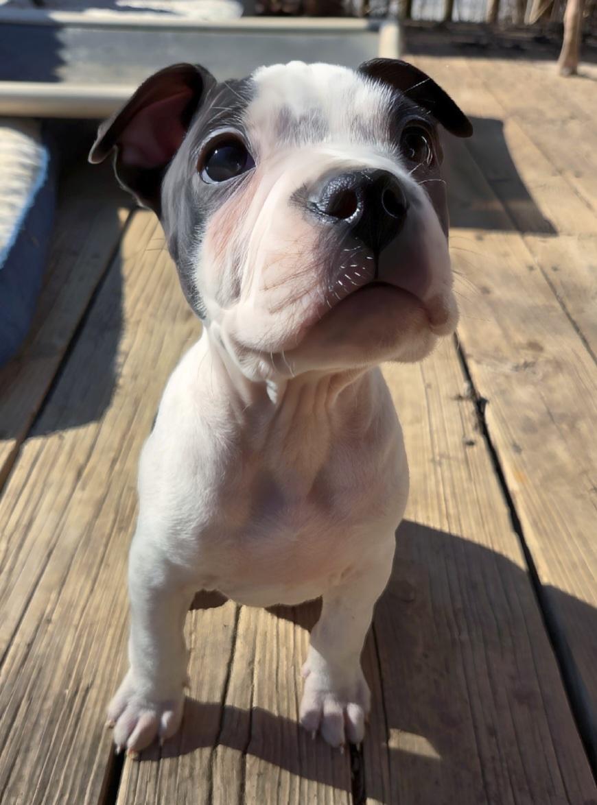 Otis , an adoptable Pit Bull Terrier in Kansas City, MO image 6/6