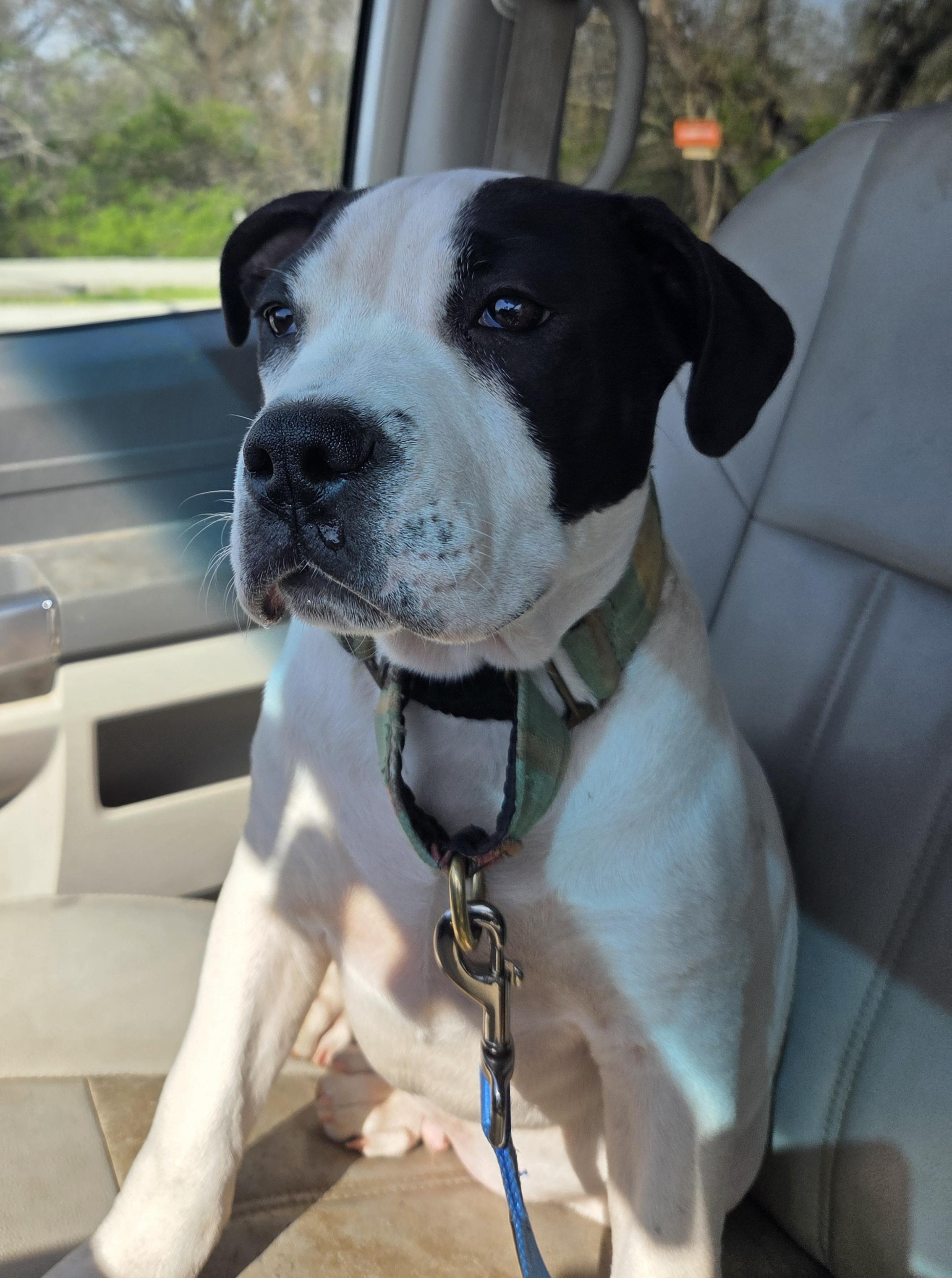 Otis , an adoptable Pit Bull Terrier in Kansas City, MO image 1/6