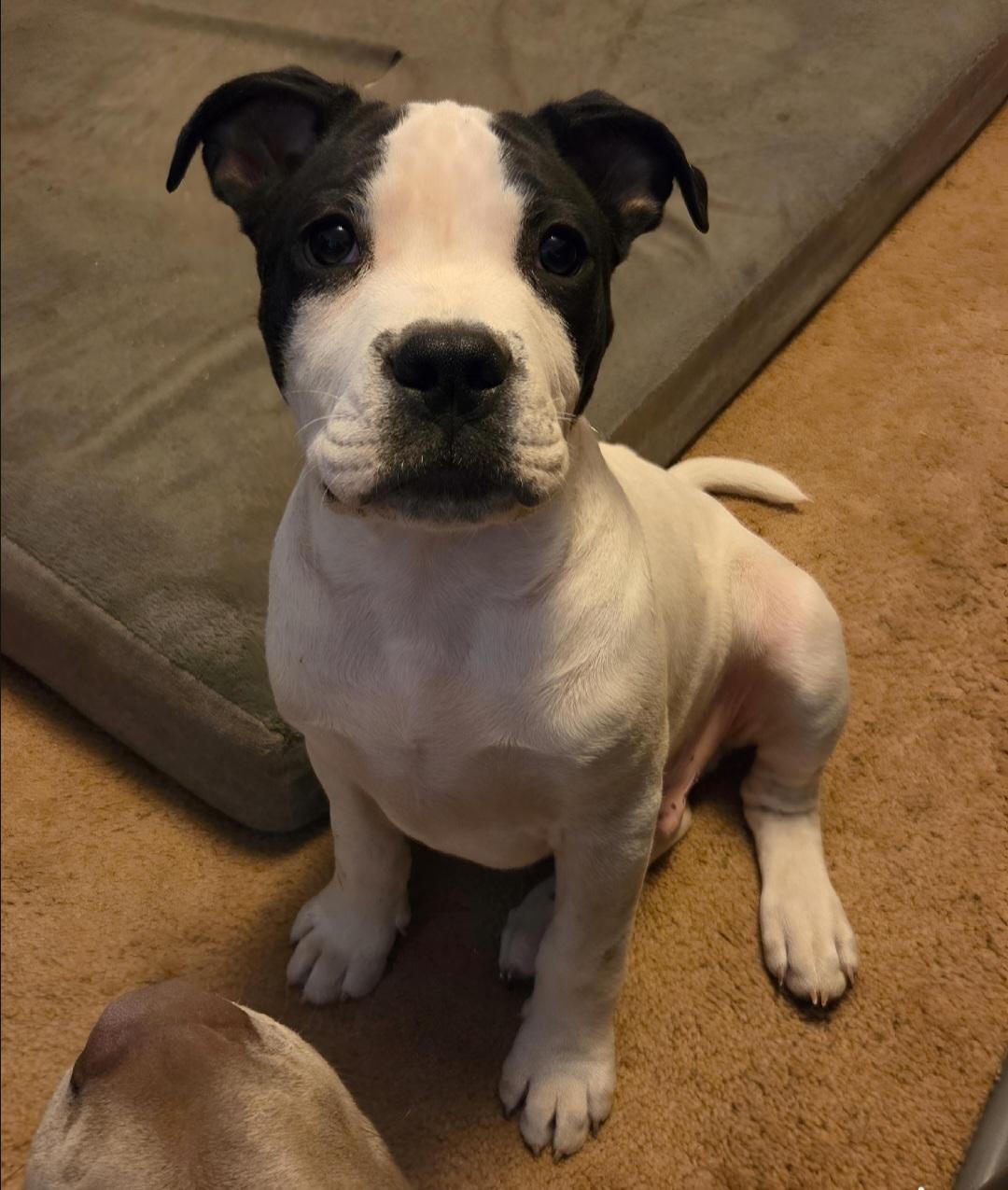 Otis , an adoptable Pit Bull Terrier in Kansas City, MO image 2/6